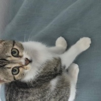 cins kedi..