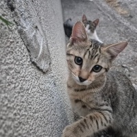 Çita soka..