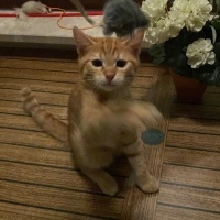 Simba Yen..