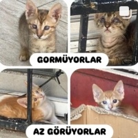 Ücretsiz..