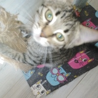 ŞİLA ÇOK..