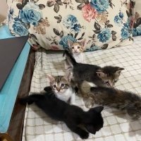 Yeni doğm..