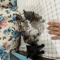 5 adet ya..