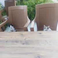 Yeşil oyu..