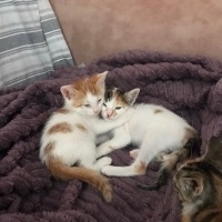 1,5 aylık..