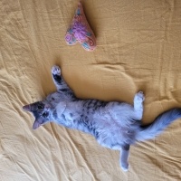 Oyuncu ve..