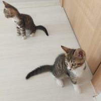 TATLI İKİ..