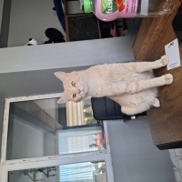 Kedi sahi..