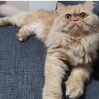 Yakışıklı..