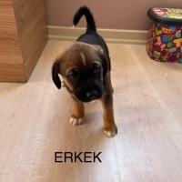 Çok Acil..