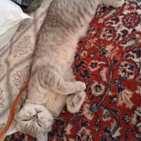 Pamuk yuv..