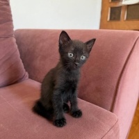 🐱 Siyah..