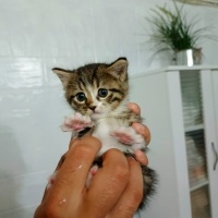🐾 Minik..