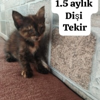 Görme eng..