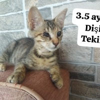 Sokakta a..
