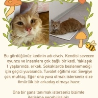 Acilen yu..