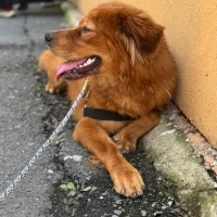Chow chow..