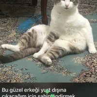 Çok uysal..