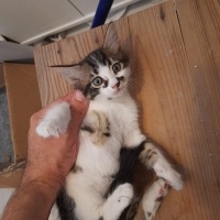 Tatlı Beb..