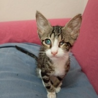 Luna Kedi..