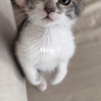 Mırmır kı..