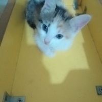 Sevimli,o..
