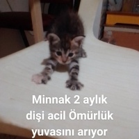 Sevimli,o..