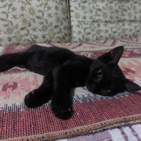Yavru Ked..