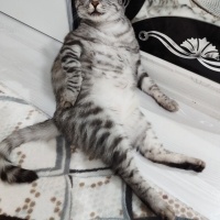 KAFASINI..