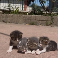 Annesiz k..