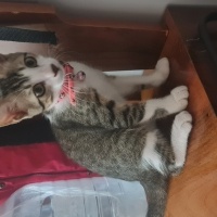 Mırıl mır..