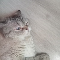 Ponçik oğ..
