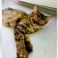 Cins kedi..