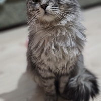 Peri kızı..