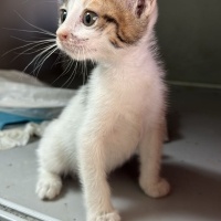 Minik yav..