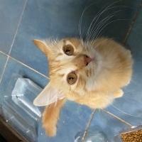 Bal kıza..