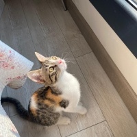 Yavru diş..