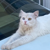 Suzan kız..
