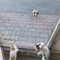 3 kardeş..