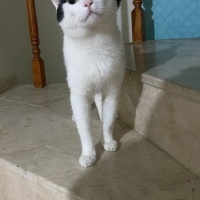 Kısır değ..