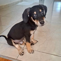 Beagle me..