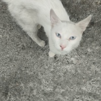 Sokağa at..