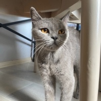 Sokağa at..