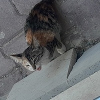 Sevgi mer..