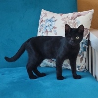 Salem