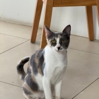 Bediş ömü..