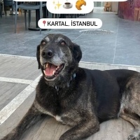 Zeytine l..
