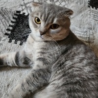 Mecnuna y..