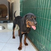 Rottweile..