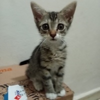 LOKMA İÇİ..